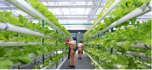 農(nóng)致富,一家以科技創(chuàng)新為驅(qū)動(dòng)力的農(nóng)業(yè)科技公司