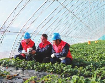 保障"全電大棚"穩(wěn)定用電 助力智慧農(nóng)業(yè)好"豐"景