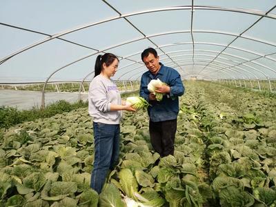 甘州區科技特派員開展娃娃菜生產科技服務