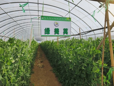 科技特派團精準服務，激發祥云蔬菜產業新動能