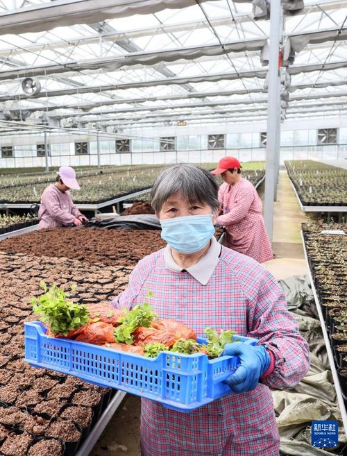 小藍莓點亮鄉村振興路——山東日照農業科技服務助力致富果產業發展